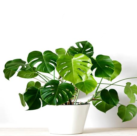 green monstera flower seeds