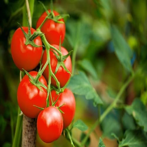 Red Tomato Seeds – Heirloom, Non-GMO, High Germination Organic Garden Seeds Planting