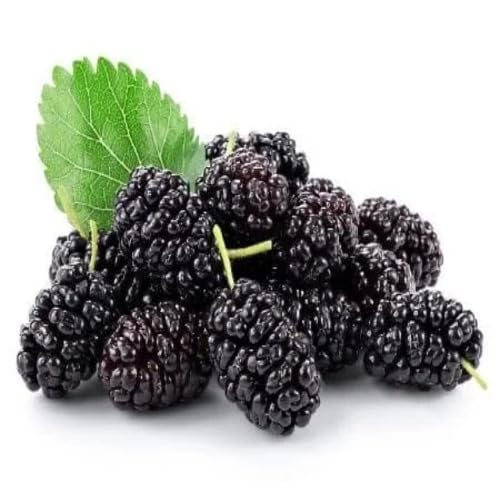 Black Mulberry Seeds for Planting – Heirloom Non-GMO High Germination Organic Garden Seeds