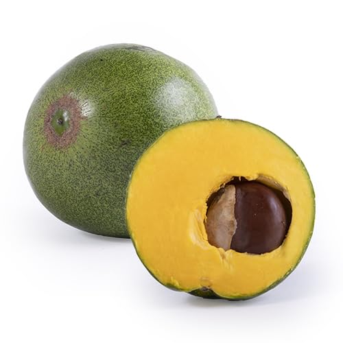 Yellow Loquat Seeds – Heirloom, Non-GMO, High Germination Organic Garden Seeds