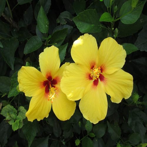 yellow hibiscus flower seeds