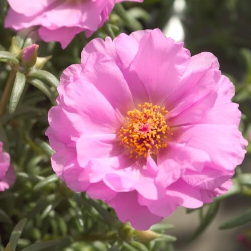 Pink Portulaca Flower Seeds Heirloom Non-GMO High Germination Organic Garden Seeds for Planting