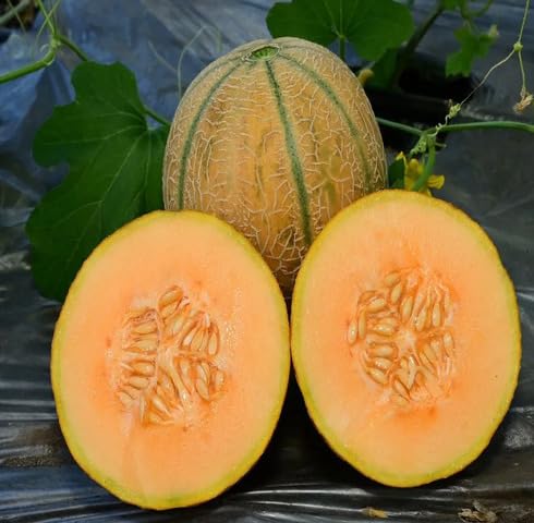 Orange Musk Melon Seeds – Heirloom, Non-GMO, High Germination Organic Garden Seeds