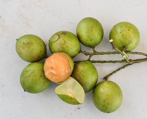 Mamoncillo-Samen Grün Alte Sorte Gentechnikfrei Hohe Keimrate Bio-Gartensamen zum Pflanzen