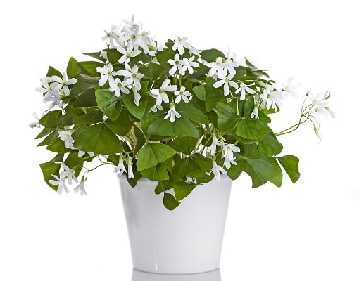 greenshamrockheirloomnongmo flower seeds