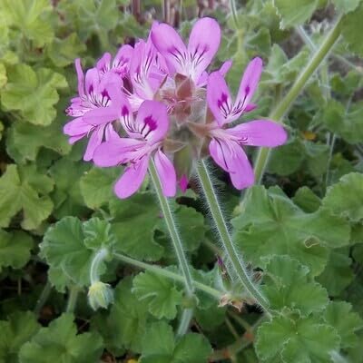 capitatum flower flower seeds
