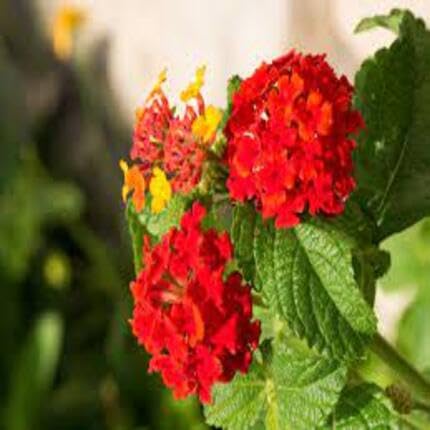 red lantana flower seeds