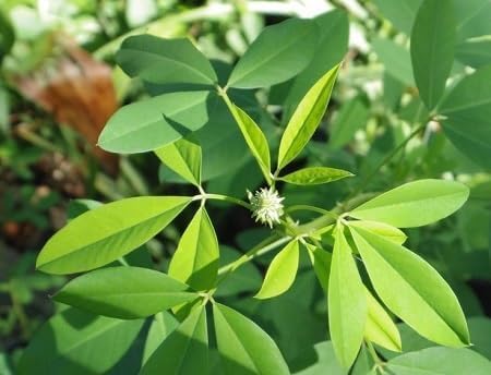 Chipilin Green Seeds – Heirloom, Non-GMO, High Germination Organic Garden Seeds Planting