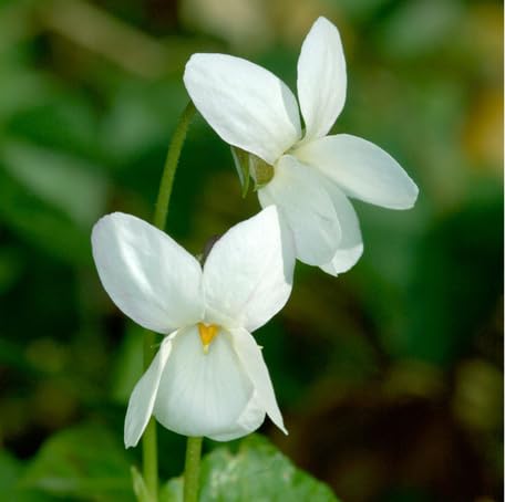 white viola flower seeds