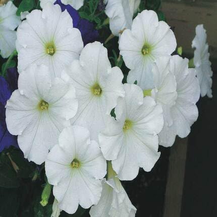 white petunia flower seeds