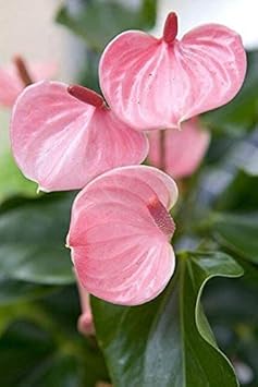 pinkanthuriumflowerheirloomnongmo flower seeds