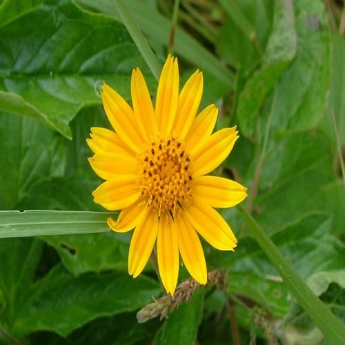 Yellow Daisy Flower Seeds – Heirloom Non-GMO High Germination Organic Garden Seeds