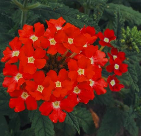 Red Verbena Flower Seeds – Heirloom Non-GMO High Germination Organic Garden Seeds