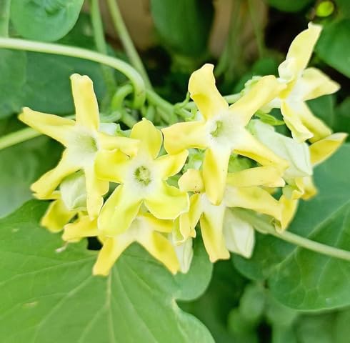 Yellow Telosma Cordata Flower Seeds Heirloom Non-GMO High Germination Organic Garden Seeds