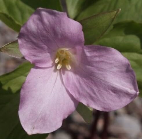 Pink Trillium Grandiflorum Flower Seeds Heirloom Non-GMO High Germination Organic Garden Seeds for Planting
