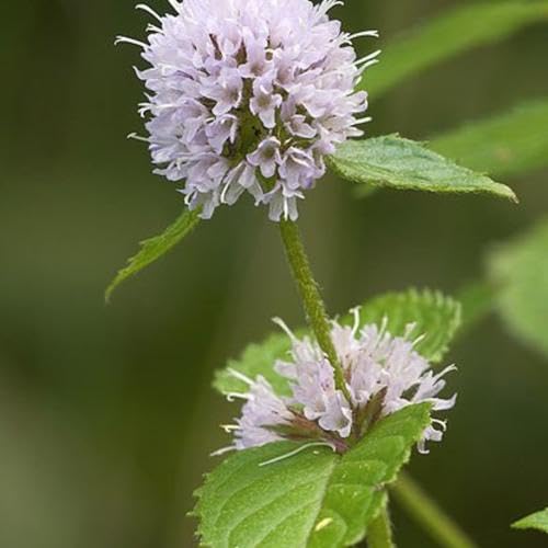 White Mint Plant Seeds Heirloom Non-GMO High Germination Organic Garden Seeds for Planting