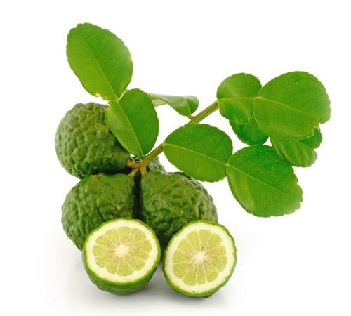 Kaffir Lime Fruit Seeds – Heirloom, Non-GMO, High Germination Organic Garden Seeds