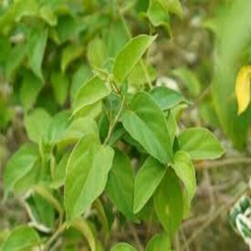 green gymnema flower seeds