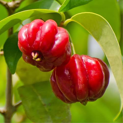 Red Surinam Seeds – Heirloom, Non-GMO, High Germination Organic Garden Seeds