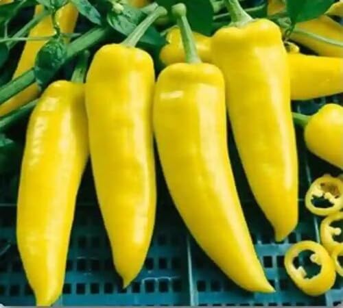 Pepper Yellow Seeds – Heirloom, Non-GMO, High Germination Organic Garden Seeds Planting