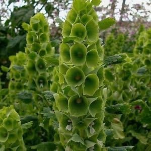 greenmoluccelalaevisheirloomnongmo flower seeds