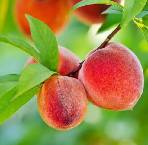 Red Peach Seeds – Heirloom, Non-GMO, High Germination Organic Garden Seeds
