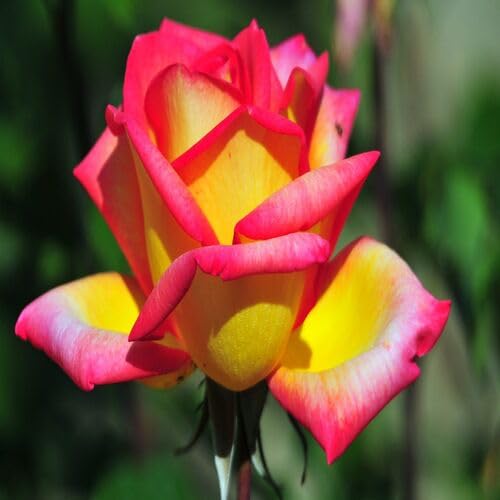 Pink Yellow Rose Flower Seeds Heirloom Non-GMO High Germination Organic Garden Seeds for Planting