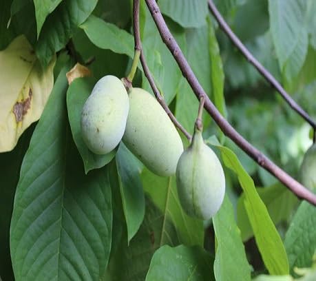 Paw Paw Seeds – Heirloom, Non-GMO, High Germination Organic Garden Seeds