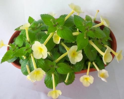 Yellow Achimenes Flower Seeds – Heirloom, Non-GMO, High Germination Organic Garden Seeds