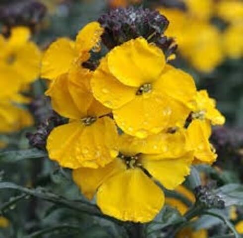 Yellow Erysimum Flower Seeds – Heirloom, Non-GMO, High Germination Organic Garden Seeds for Planting