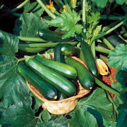 Cucumber Green Seeds – Heirloom, Non-GMO, High Germination Organic Garden Seeds Planting