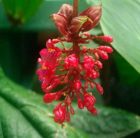 Semillas de flores de Medinilla roja – Hereditarias, no transgénicas, de alta germinación, orgánicas, para plantar en el jardín