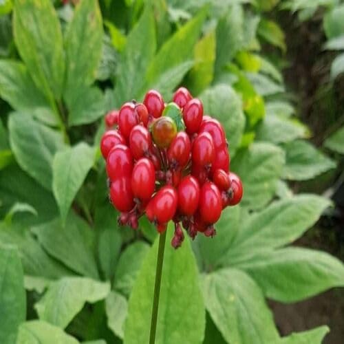 Red Ginseng Melon Seeds – Heirloom, Non-GMO, High Germination Organic Garden Seeds