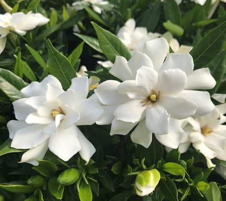 jasmine flower flower seeds