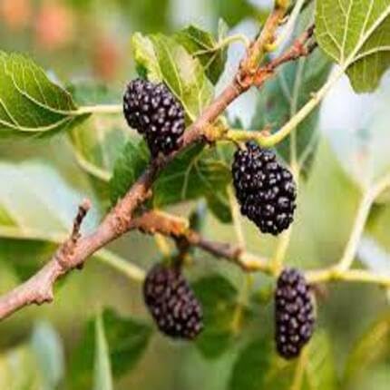 Black Mulberry Seeds for Planting – Heirloom Non-GMO High Germination Organic Garden Seeds