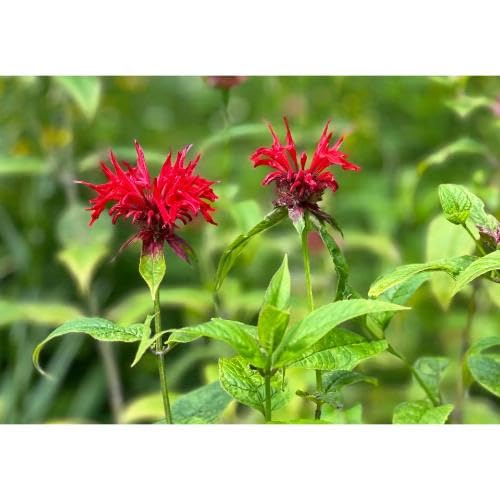 Red Beebal Flower Seeds Heirloom Non-GMO High Germination Organic Garden Seeds for Planting
