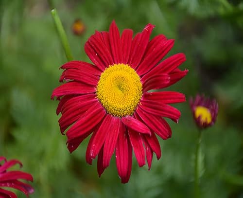 Pyrethrum Flower Seeds Heirloom Non-GMO High Germination Organic Garden Seeds for Planting