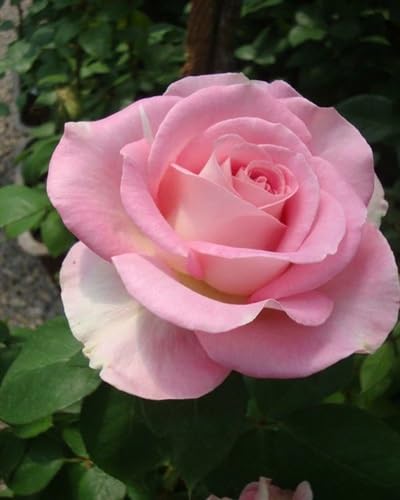 Rose Petals Flower Seeds Pink for Planting – Heirloom, Non-GMO, High Germination Organic Garden Seeds