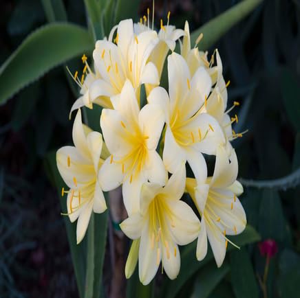 White Clivia Flower Seeds Heirloom Non-GMO High Germination Organic Garden Seeds for Planting