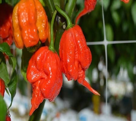 Chilli Seeds – Heirloom, Non-GMO, High Germination Organic Garden Seeds Planting