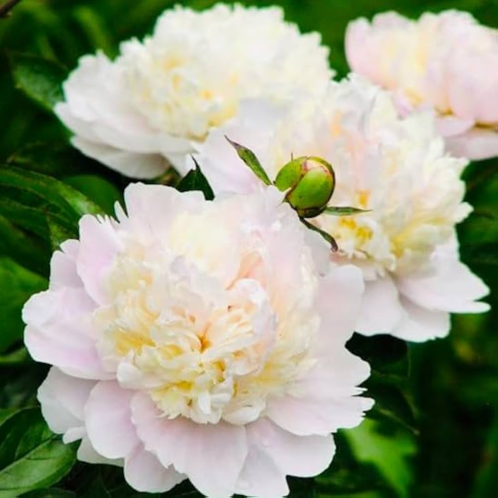 colorful sherbet flower seeds