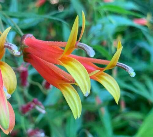 Red Yellow Lobelia Laxiflora Flower Seeds for Planting – Heirloom Non-GMO High Germination Organic Garden Seeds