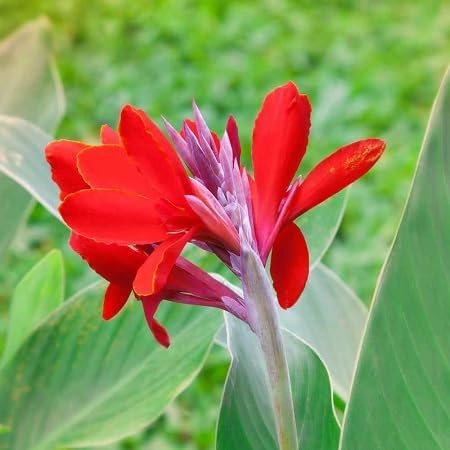 Canna Flower Seeds – Heirloom, Non-GMO, High Germination Organic Garden Seeds for Planting