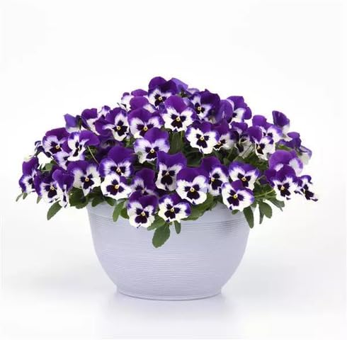 Fresh Violet White Pansy Flower Seeds – Heirloom, Non-GMO, High Germination