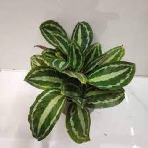 green calathea flower seeds