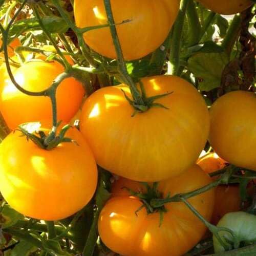 Semillas de tomate amarillo – Herencia, sin OGM, alta germinación Semillas de jardín orgánicas para plantar