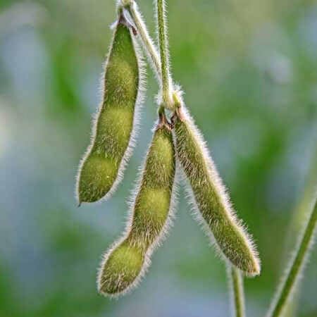 Edamame Seeds – Heirloom, Non-GMO, High Germination Organic Garden Seeds Planting