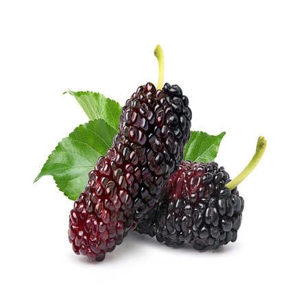Red Black Mulberry Seeds for Planting – Heirloom Non-GMO High Germination Organic Garden Seeds