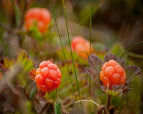Red Cloudberry Seeds – Heirloom, Non-GMO, High Germination Organic Garden Seeds