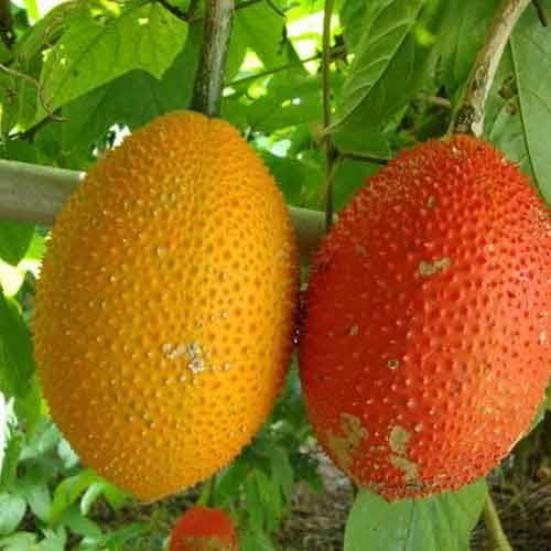Mixed Gac Fruit Seeds – Heirloom, Non-GMO, High Germination Organic Garden Seeds for Planting